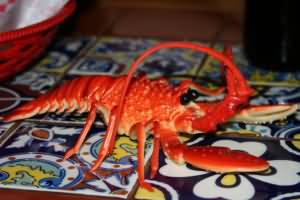 g3vllobster